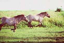Volle gallop..!