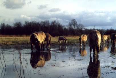 Eten van waterplanten in de winter